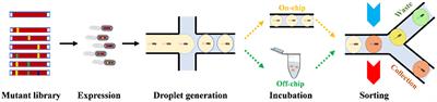 Recent Advances on Sorting Methods of High-Throughput Droplet-Based Microfluidics in Enzyme Directed Evolution